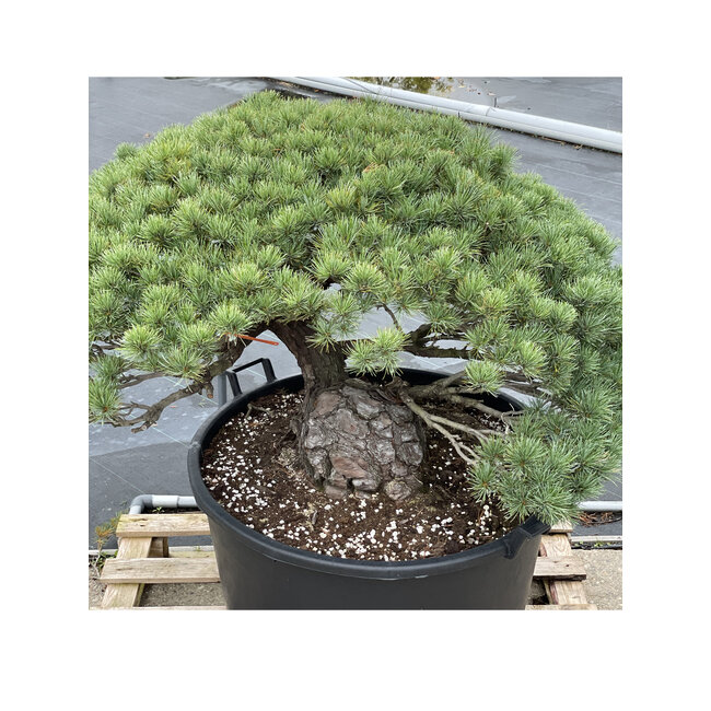 Pinus parviflora, 73 cm, ± 35 ans