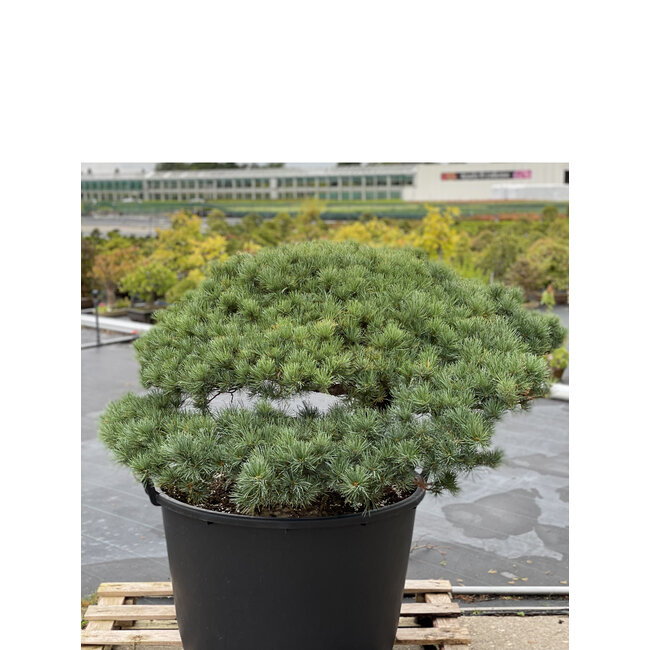Pinus parviflora, 73 cm, ± 35 jaar oud
