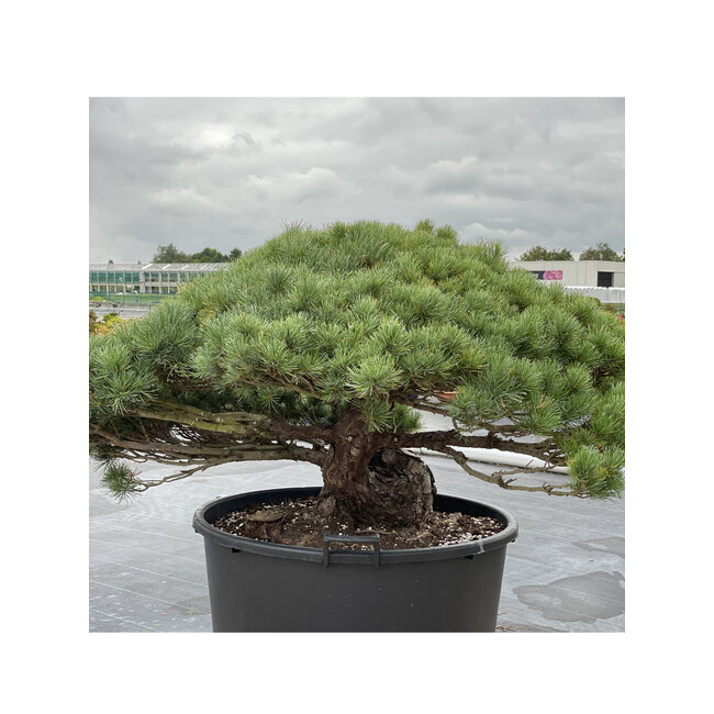 Pinus parviflora, 73 cm, ± 35 anni