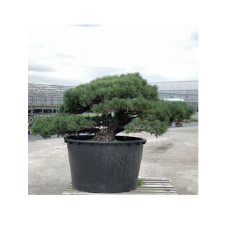 Pinus parviflora, 80 cm, ± 35 años