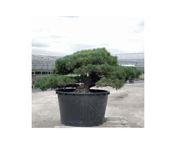 Pinus parviflora, 80 cm, ± 35 years old