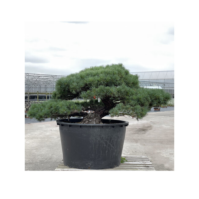 Pinus parviflora, 80 cm, ± 35 anni