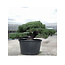 Pinus parviflora, 80 cm, ± 35 ans