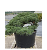 Pinus parviflora, 80 cm, ± 35 jaar oud