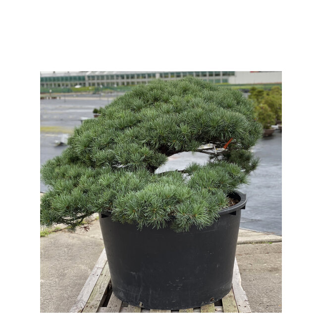 Pinus parviflora, 80 cm, ± 35 years old