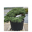 Pinus parviflora, 80 cm, ± 35 Jahre alt