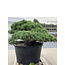 Pinus parviflora, 80 cm, ± 35 años