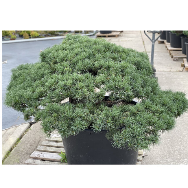 Pinus parviflora, 80 cm, ± 35 Jahre alt