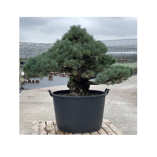 Pinus parviflora, 95 cm, ± 35 anni