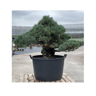 Pinus parviflora, 95 cm, ± 35 ans