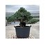 Pinus parviflora, 95 cm, ± 35 jaar oud