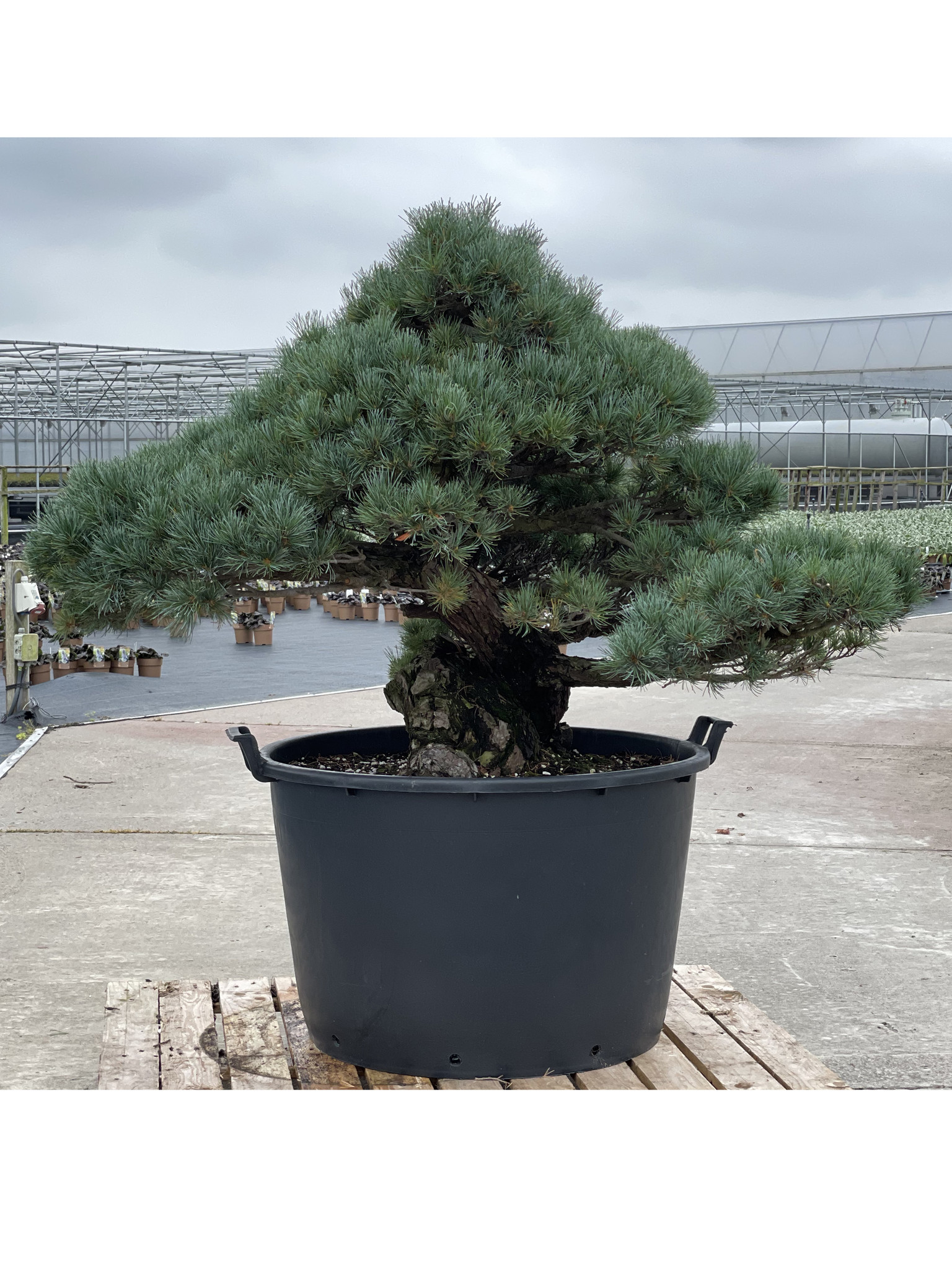 eucalyptus gunnii bonsai Eucalyptus gunnii Bäumchen – Foliage Dreams