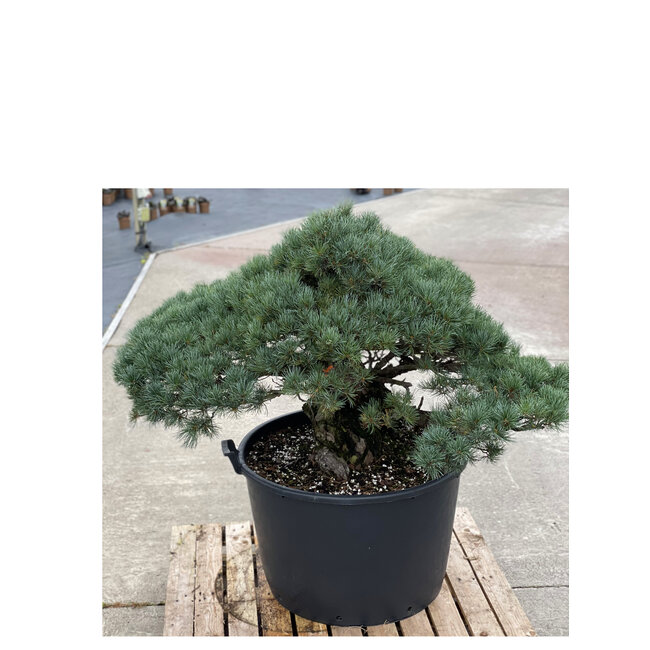 Pinus parviflora, 95 cm, ± 35 jaar oud
