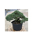 Pinus parviflora, 95 cm, ± 35 anni