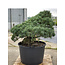 Pinus parviflora, 95 cm, ± 35 years old