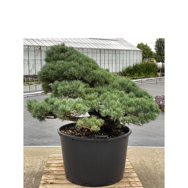 Pinus parviflora, 95 cm, ± 35 years old