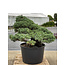 Pinus parviflora, 95 cm, ± 35 ans