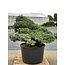 Pinus parviflora, 95 cm, ± 35 years old