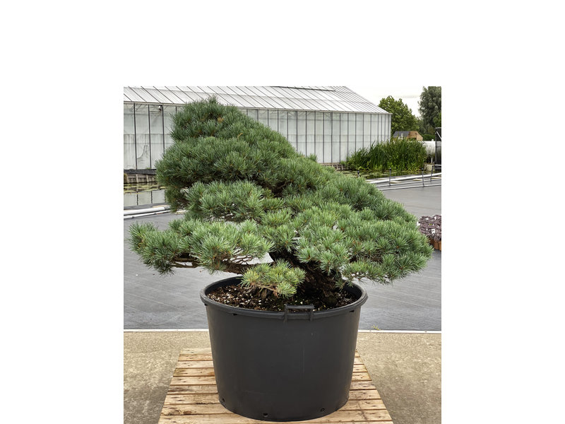 Pinus parviflora, 95 cm, ± 35 years old