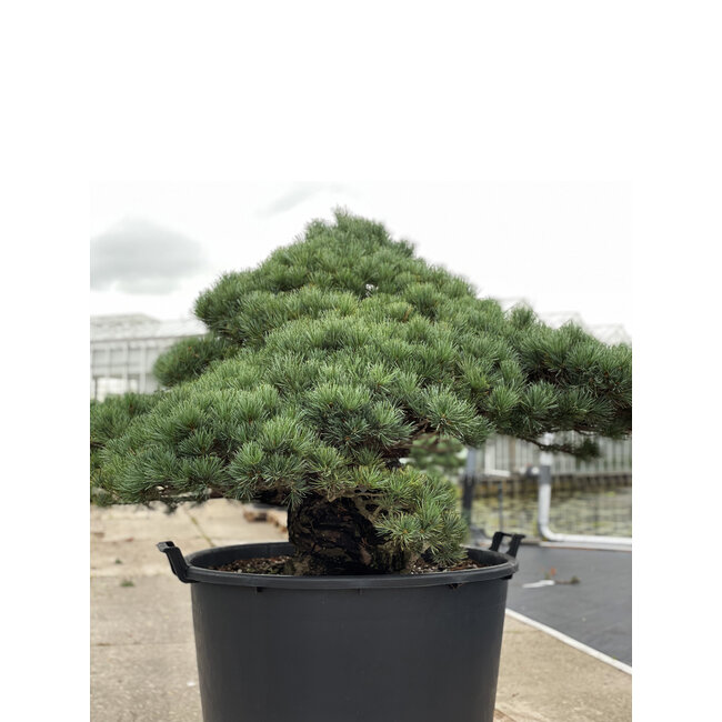 Pinus parviflora, 95 cm, ± 35 años