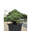 Pinus parviflora, 95 cm, ± 35 años