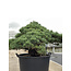 Pinus parviflora, 95 cm, ± 35 years old