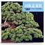 Kokufu Bonsai Exhibition catalogue n° 80 - 2006