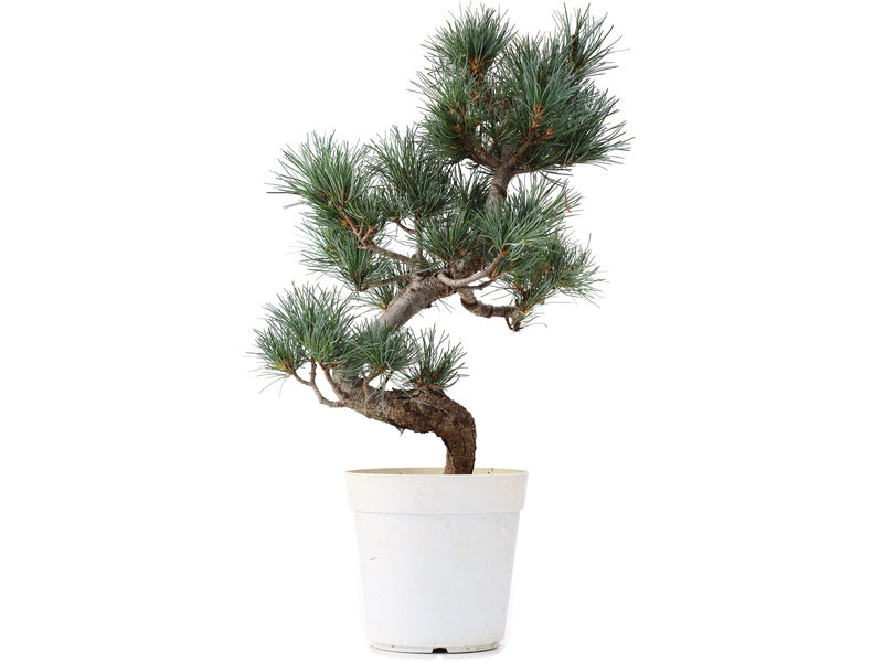 Pinus parviflora, 38 cm, ± 15 jaar oud