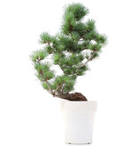 Pinus parviflora, 49 cm, ± 15 jaar oud