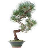 Pinus parviflora, 42 cm, ± 15 jaar oud