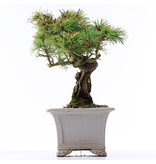 Pinus parviflora, 23,5 cm, ± 15 Jahre alt