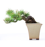 Pinus parviflora, 13,3 cm, ± 15 Jahre alt