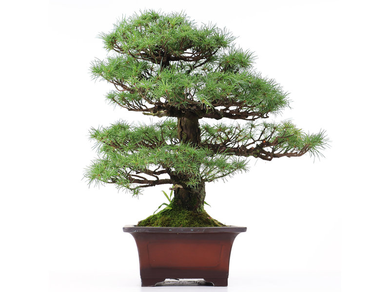 Pinus parviflora, 47 cm, ± 20 Jahre alt