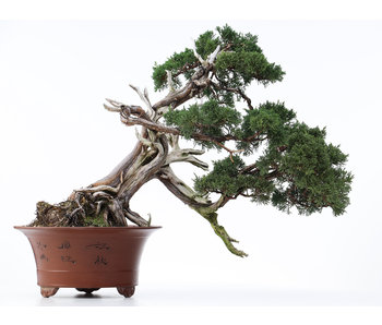 Juniperus chinensis, 57 cm, ± 50 años