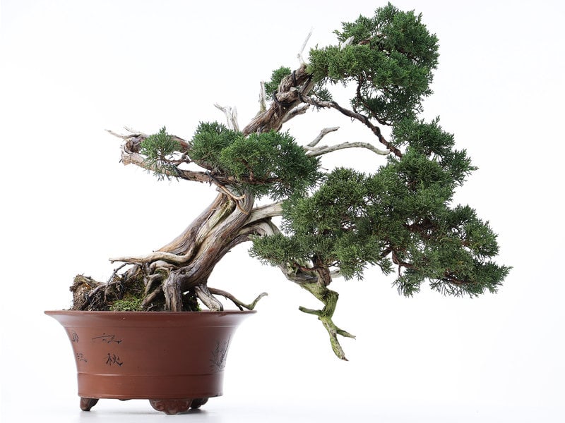 Juniperus chinensis, 57 cm, ± 50 years old, in a pot with a small chip