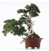 Juniperus chinensis, 57 cm, ± 50 jaar oud, in een pot met een klein chipje