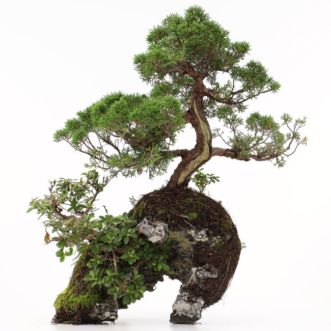 Juniperus chinensis, 37 cm, ± 20 ans, deux arbres sur un rocher