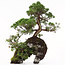 Juniperus chinensis, 37 cm, ± 20 ans, deux arbres sur un rocher