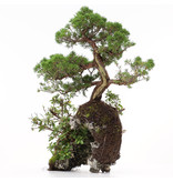 Juniperus chinensis, 37 cm, ± 20 jaar oud, twee bomen op een rots
