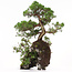 Juniperus chinensis, 37 cm, ± 20 anni, due alberi su una roccia