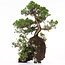 Juniperus chinensis, 37 cm, ± 20 years old, two trees on a rock