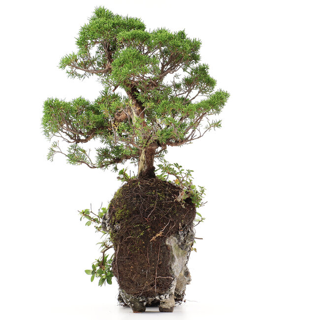 Juniperus chinensis, 37 cm, ± 20 years old, two trees on a rock