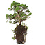 Juniperus chinensis, 37 cm, ± 20 ans, deux arbres sur un rocher