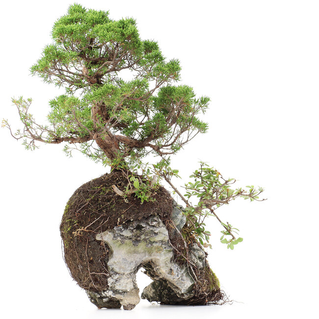 Juniperus chinensis, 37 cm, ± 20 Jahre alt, zwei Bäume auf einem Felsen