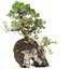 Juniperus chinensis, 37 cm, ± 20 years old, two trees on a rock