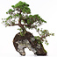 Juniperus chinensis, 37 cm, ± 20 anni, due alberi su una roccia