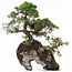 Juniperus chinensis, 37 cm, ± 20 jaar oud, twee bomen op een rots