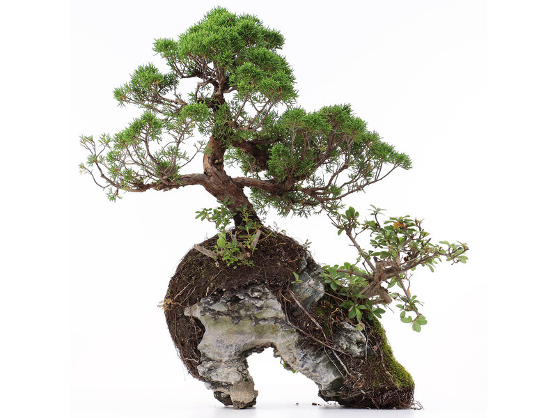 Juniperus chinensis, 37 cm, ± 20 jaar oud, twee bomen op een rots