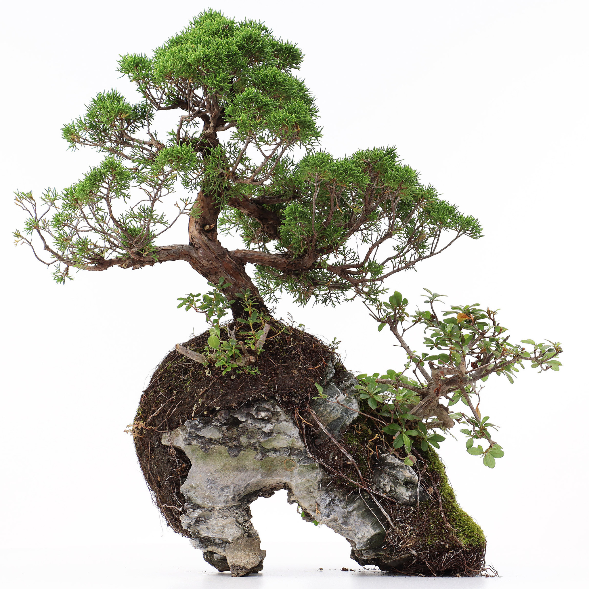 Juniperus chinensis, 37 cm, ± 20 jaar oud, twee bomen op een rots