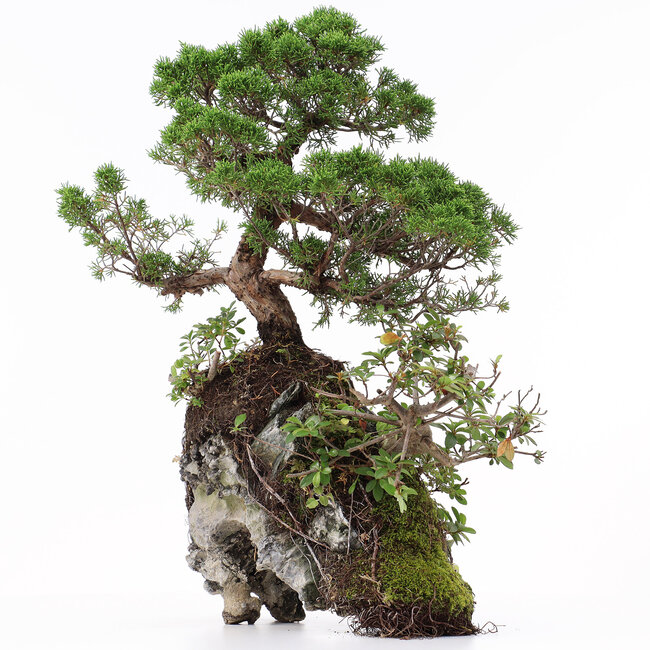 Juniperus chinensis, 37 cm, ± 20 years old, two trees on a rock